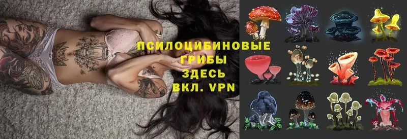 Псилоцибиновые грибы Psilocybe  Кувандык 